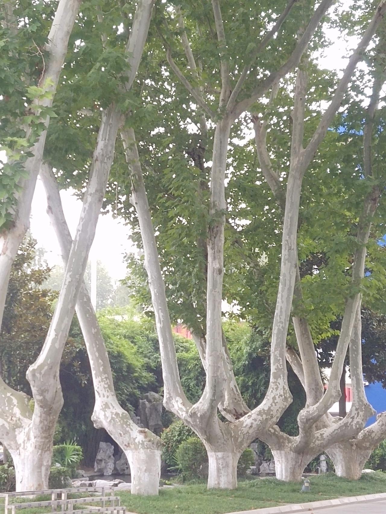 全国都有梧桐树，为什么南京中山陵的梧桐最令人难忘？高大壮硕的梧桐，整齐划一的排列