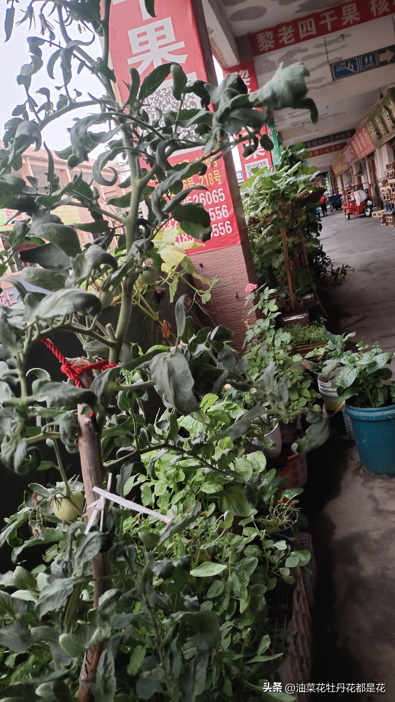 只要想种菜，在哪都能种。
今天晚上下雨，没去打球，就在二楼干果区逛逛。
一家商户