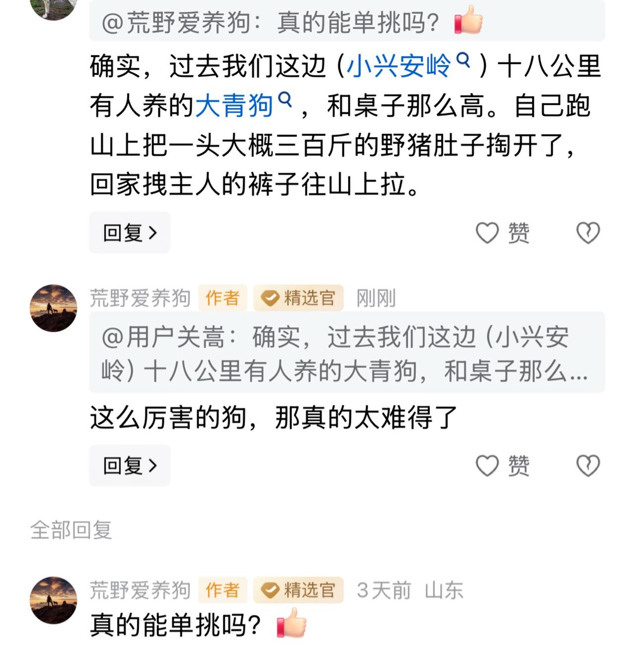 大青狗自己拍山上单挑三百斤野猪，好厉害！这条大兴安岭的大青狗太强悍了，是个传奇。