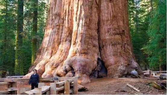 世界上最硬的木材：子弹射不穿，刀斧劈不烂，却被我国大量收购。
 
麻烦看官老爷们