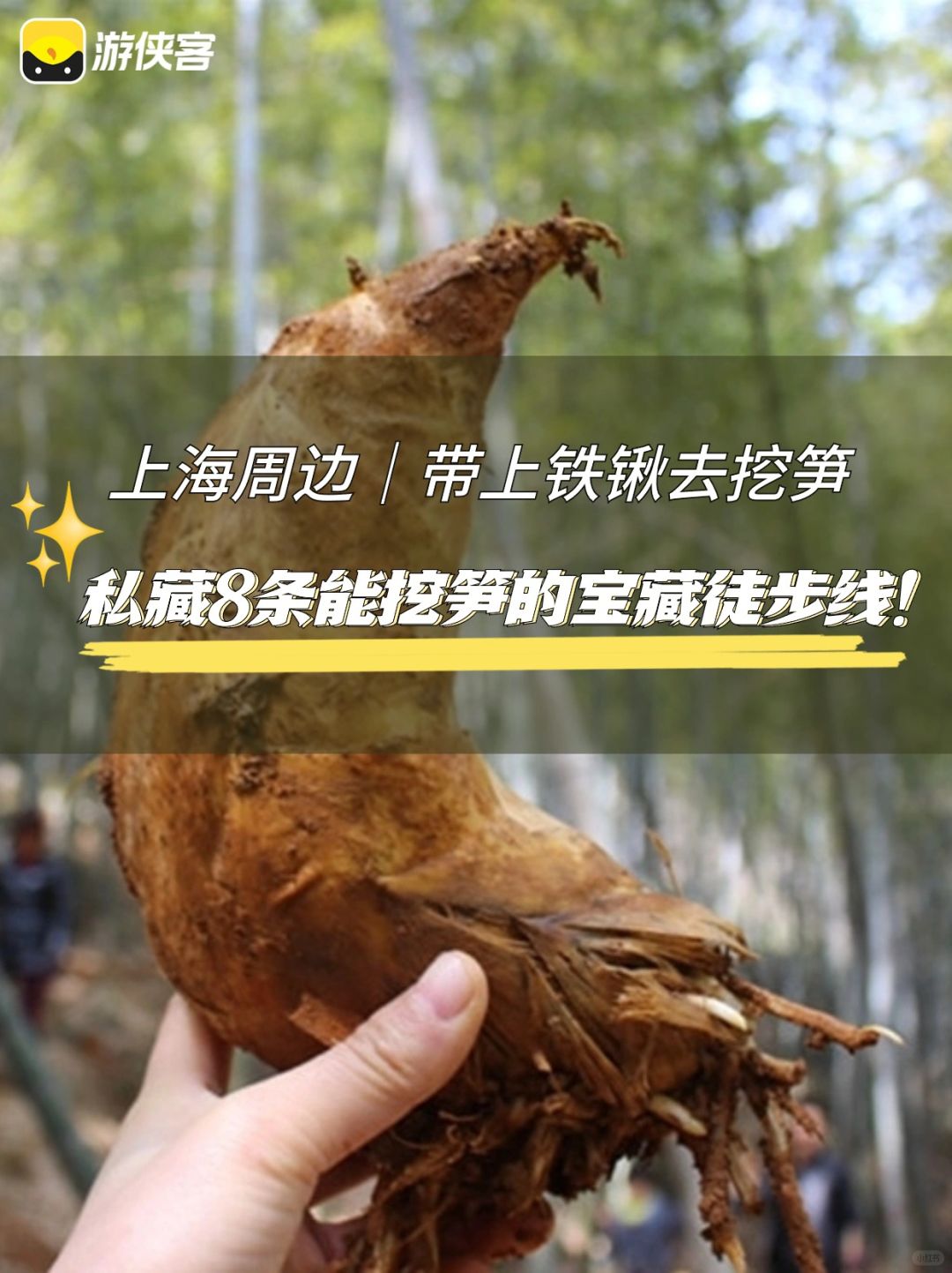 上海周边挖笋清单｜私藏8条宝藏挖笋徒步线❗️