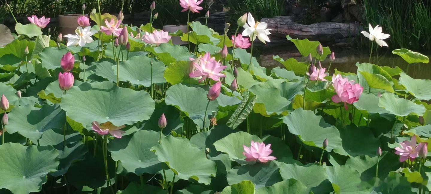 早安你已连续早安问候3269天，昨晚睡了7小时57分钟。夏至蝉蛙鸣，启盛夏。夏至