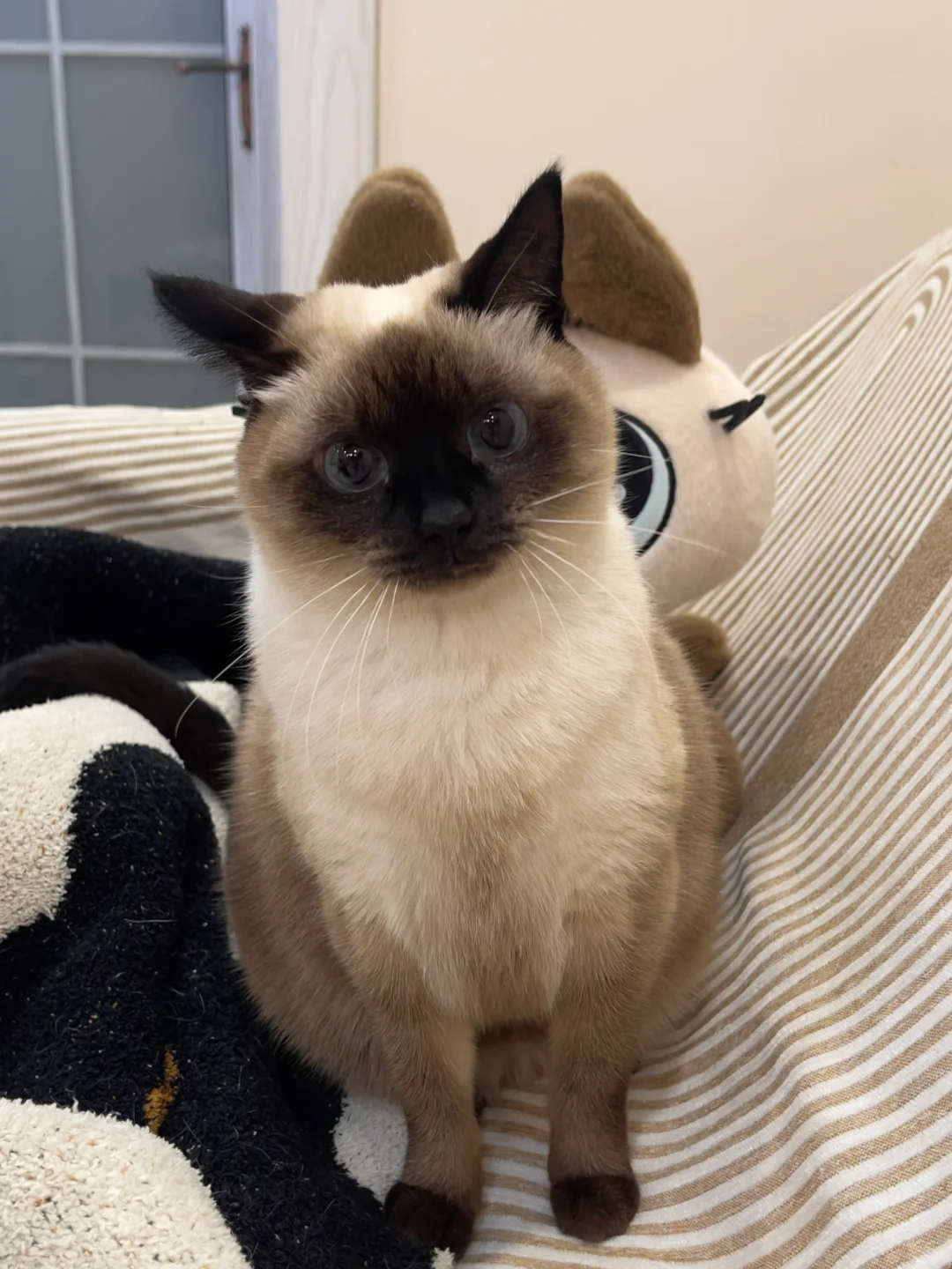 天冷了 冻梨猫又开始变黑了