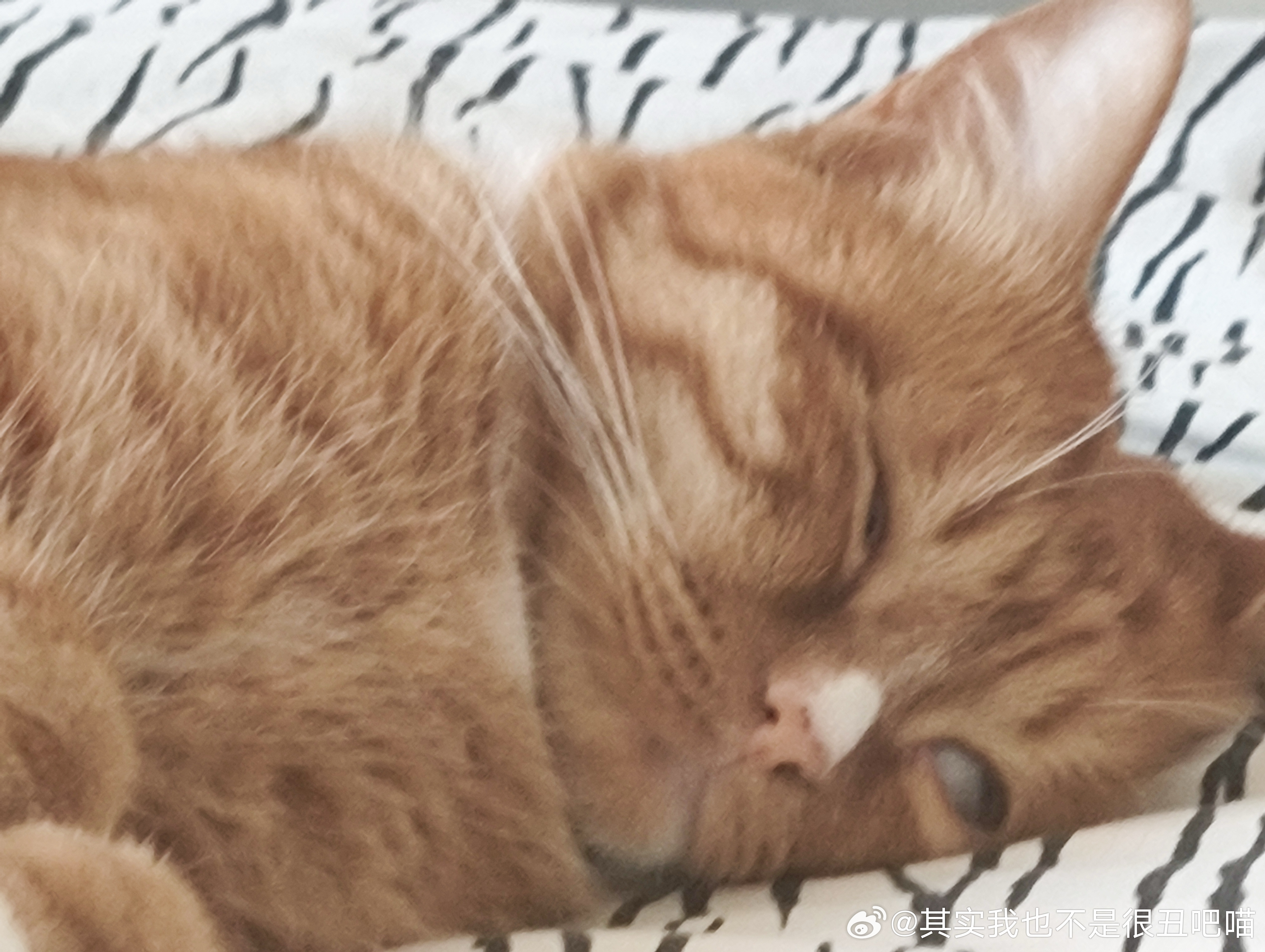 50417【丑猫】太丑了实在不能不投，午觉一睁眼看到这个吓得我虎躯一震 