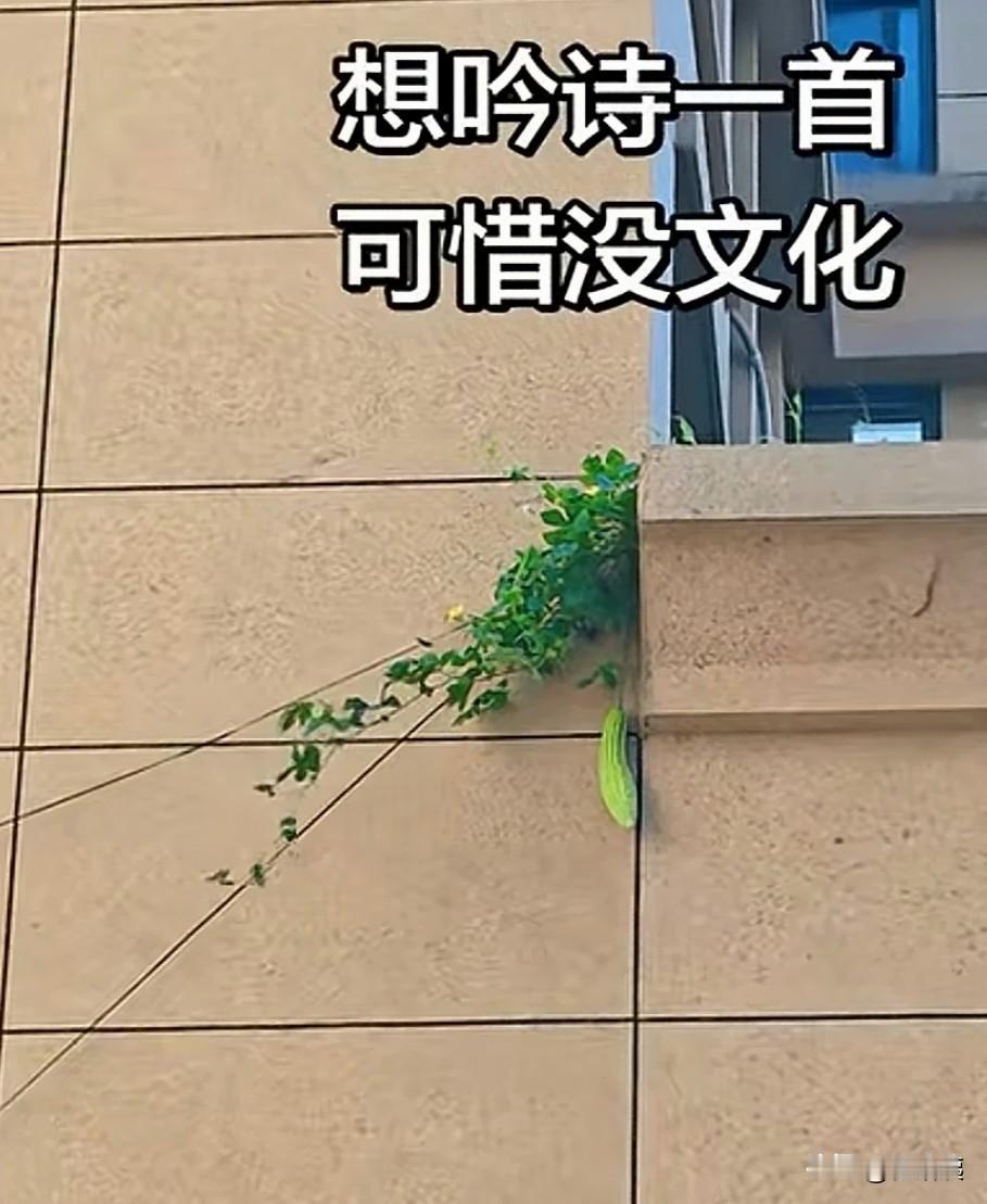 征下联
上联：楼宇窗台悬苦瓜
下联：
[呲牙][呲牙][呲牙][呲牙][呲牙][