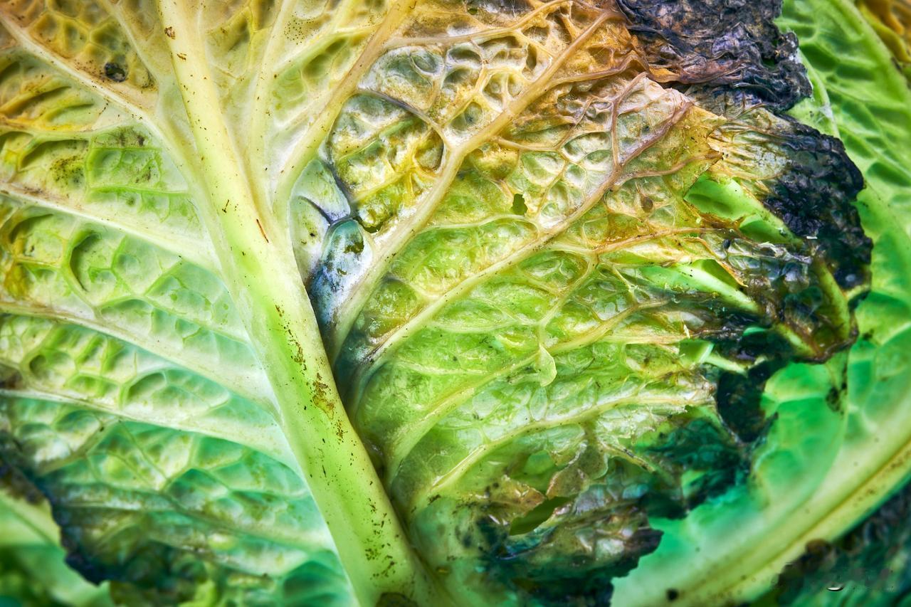 大白菜还没包心就烂了？这几个原因别忽视
不少菜友遇到难题，大白菜还没开始包心，底
