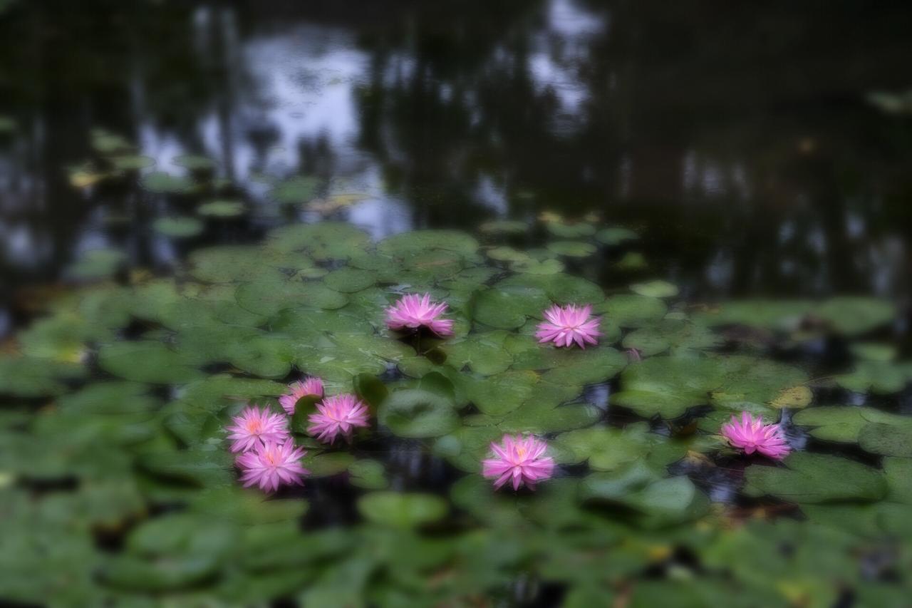 《池畔听雨·睡莲造境》

初见（图1）：原片纪实，花稀意孤。

听雨（图2）：借