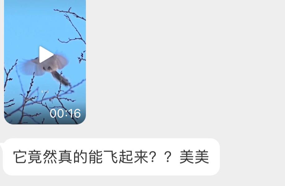 北长尾山雀：谁说我不会飞的露一手给你们瞧瞧！ ​​​