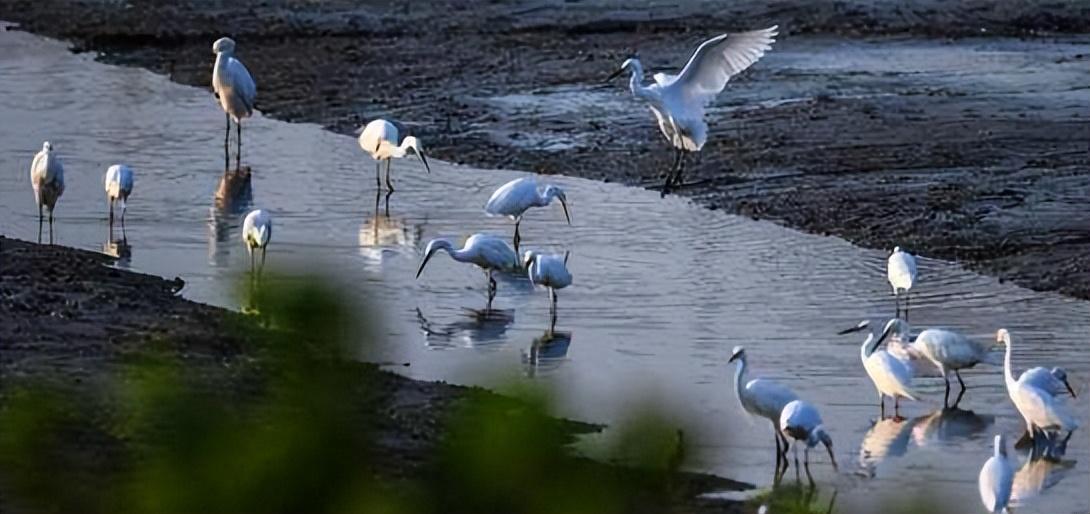从地方示范到全国协同，美丽中国构建中国式生态治理体系

新时代十年，是我国生态文