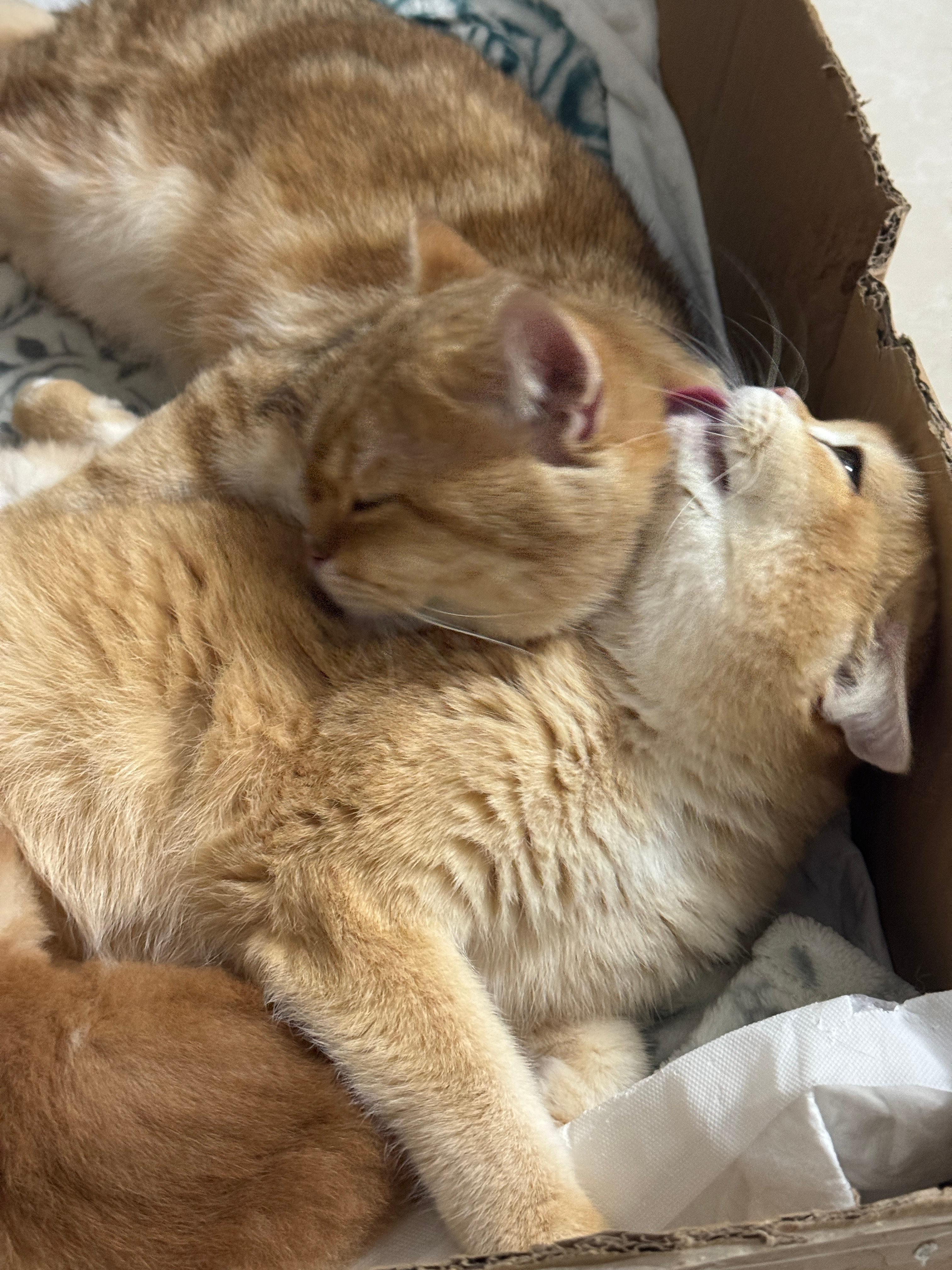 小猫不洗头为什么脑袋不臭猫比人类爱干净多了，一天要洗十多次澡主要是家里的两只猫还