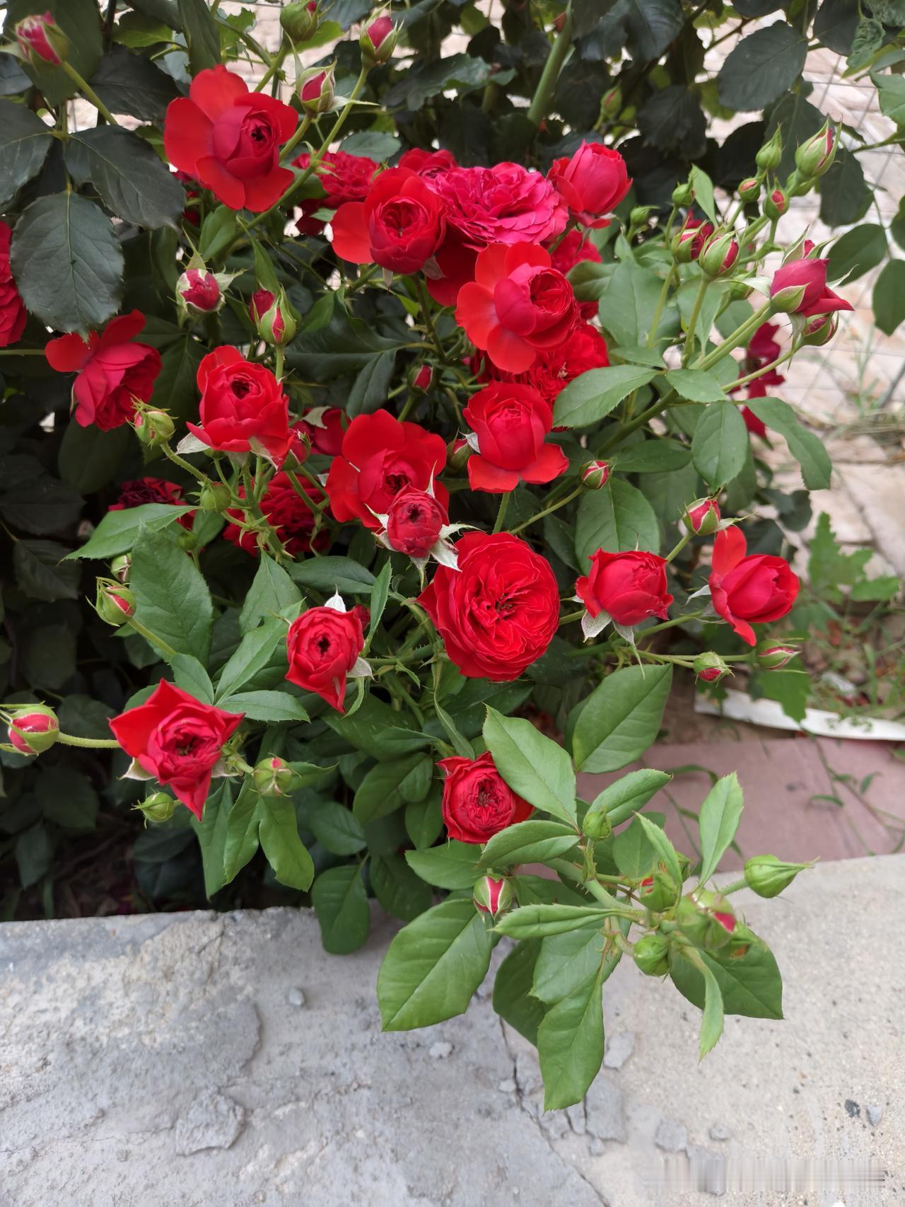 花美花香迷人醉，五颜六色美丽月季花，阵阵飘香惹人沉醉