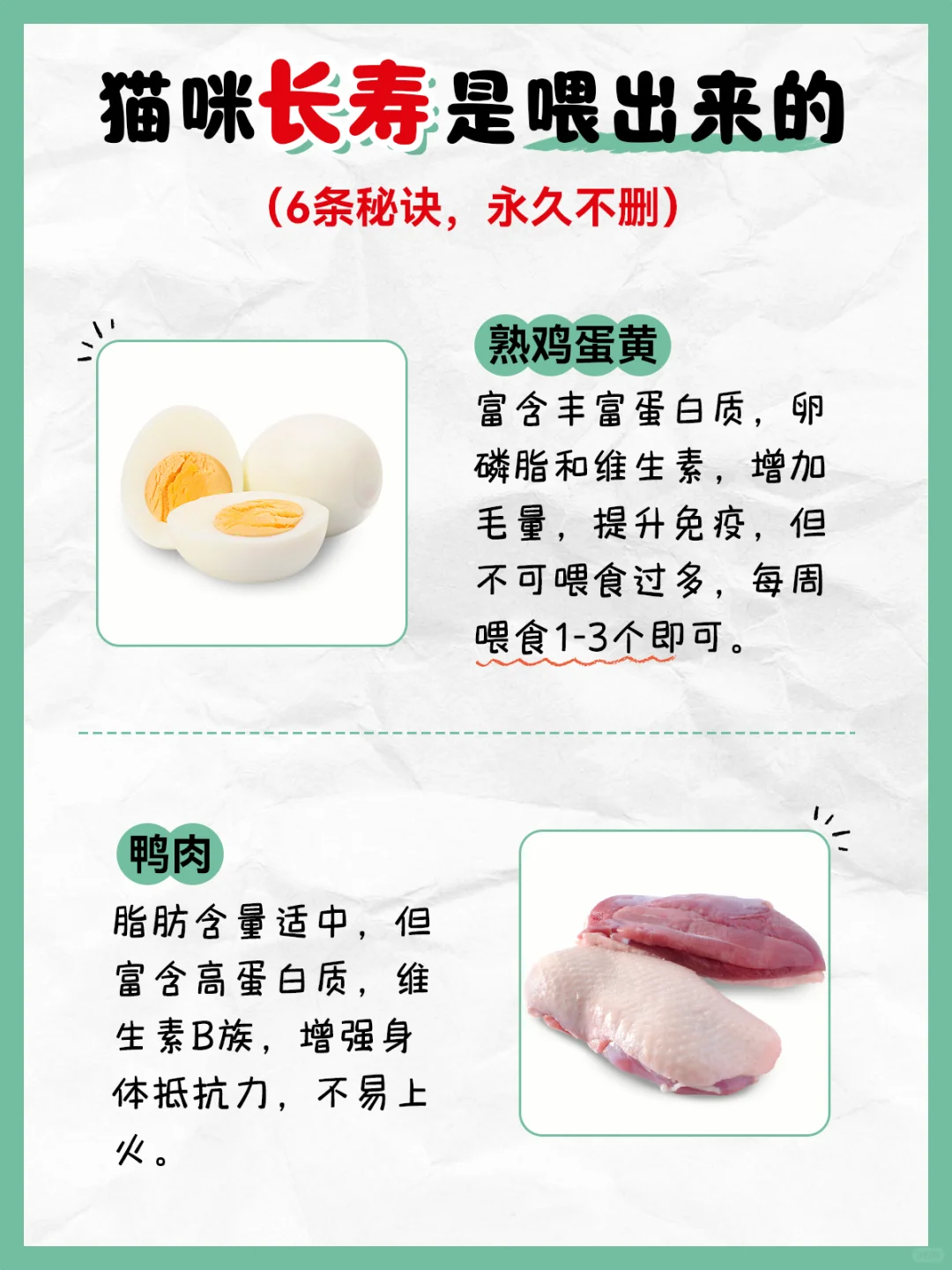 如何让猫咪活动20岁？6条秘诀养出长寿猫！
