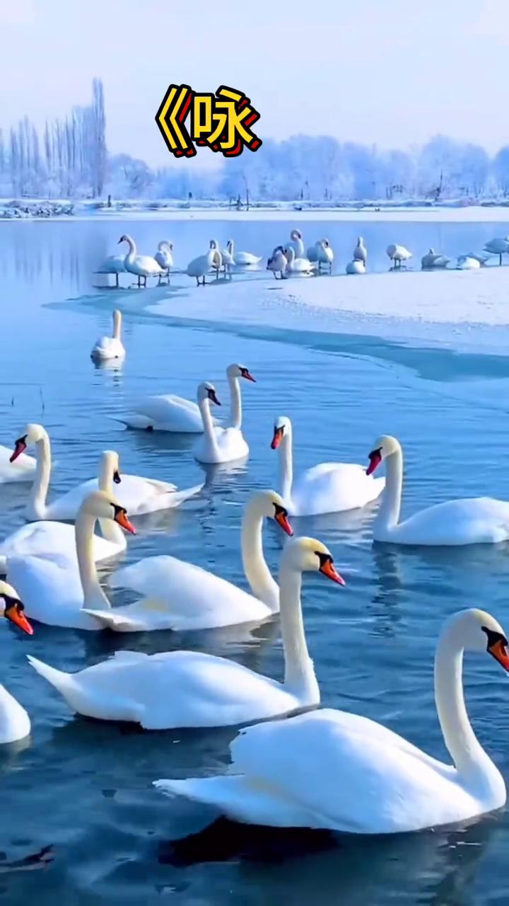 《咏鹅》
唐，骆宾王。
鹅，鹅，鹅，曲项向天歌。
白毛浮绿水，红掌拨清波。
这首