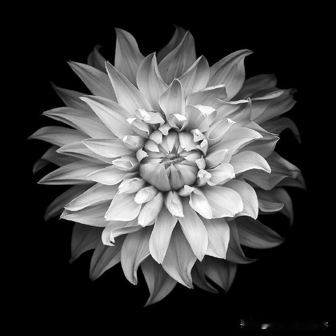 【黑白花卉摄影作品】
摄影师：Kate Scott