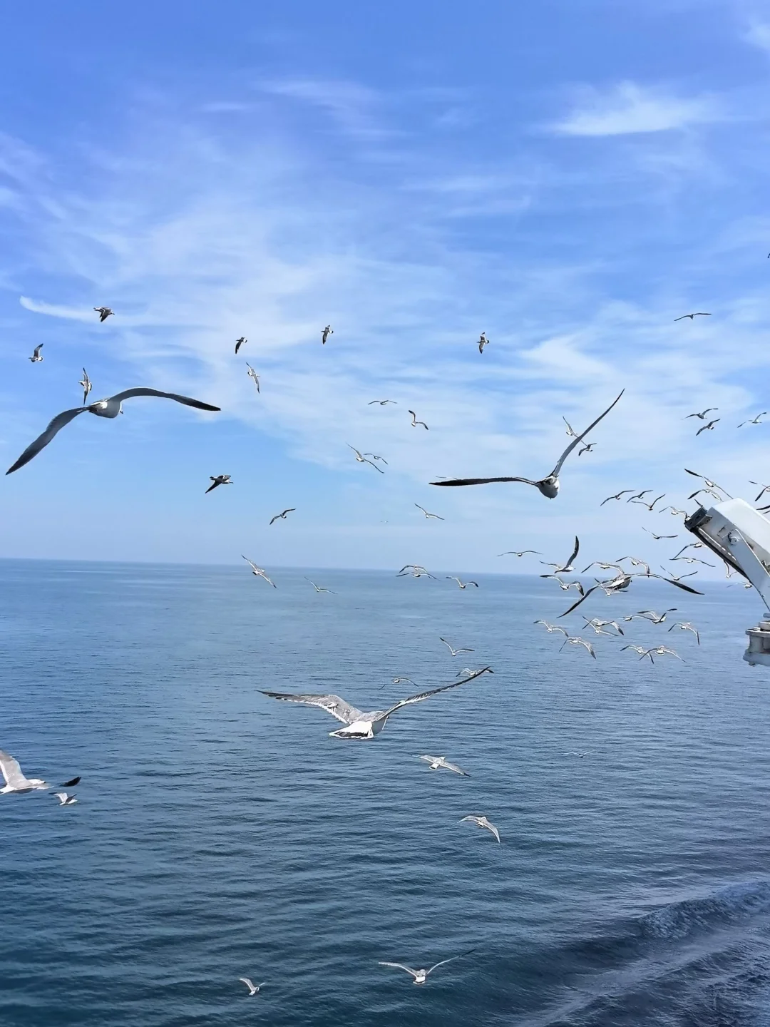 海鸥