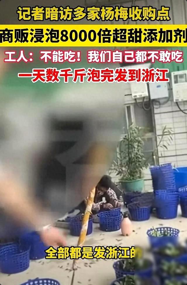 福建漳州龙海多处杨梅收购点，违规用国家明令禁止的违禁保鲜剂、三无甜味剂浸泡杨梅，