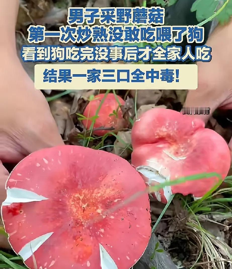 原以为试过毒了没问题，

可没成想这物种不同，

抗性也不一样...

四川的姜