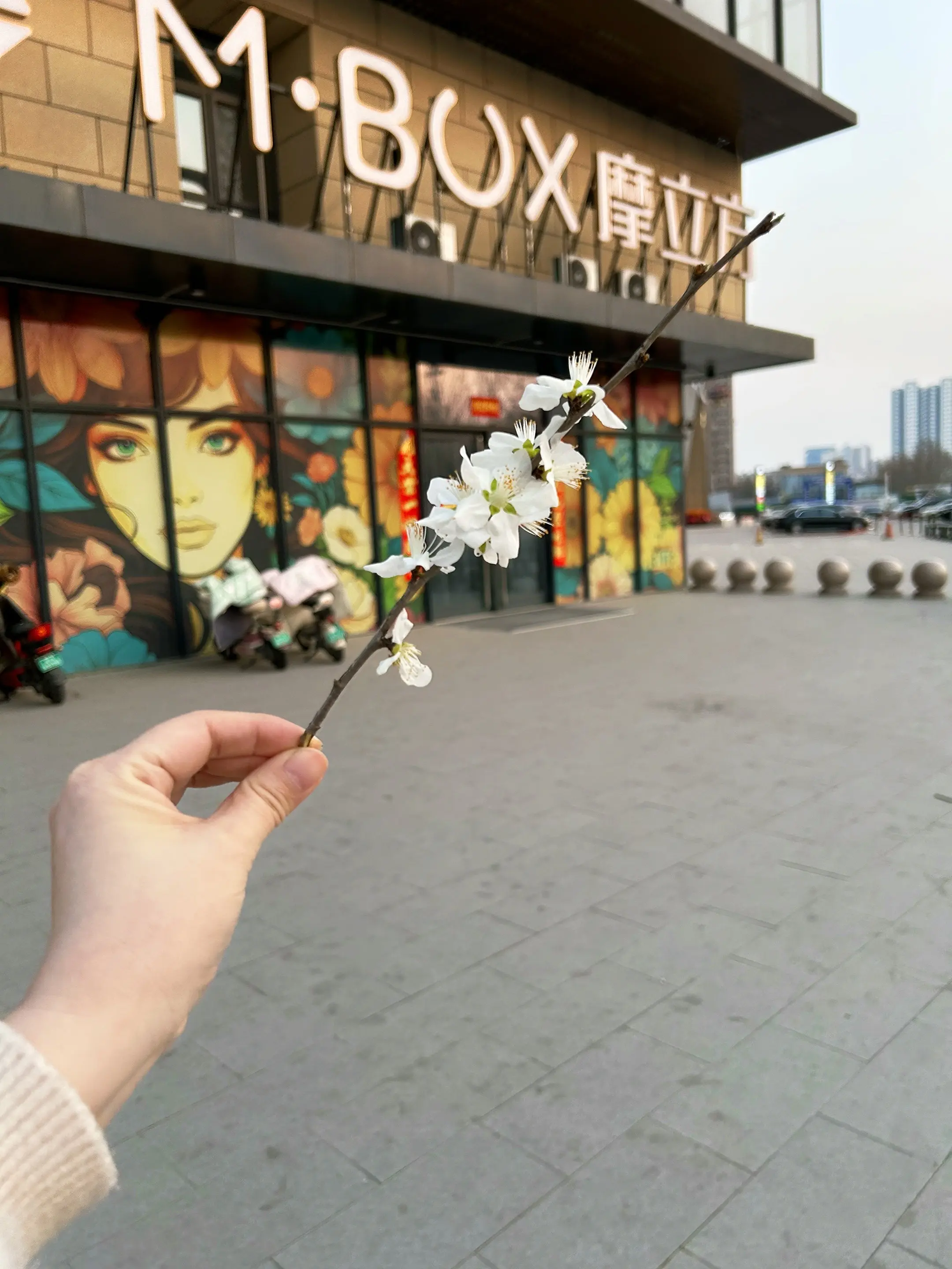 城南花已开 见花如面 承包这个bgm 美景尽收眼底 上热搜