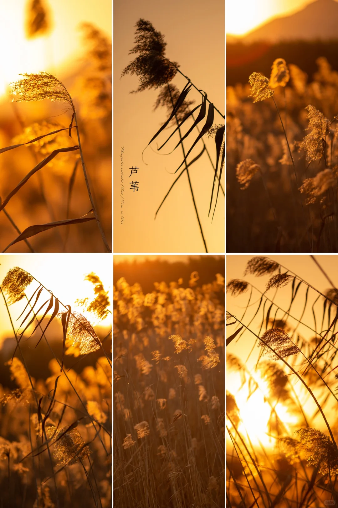 带上相机拍“芦苇”|自认为小众的爱好