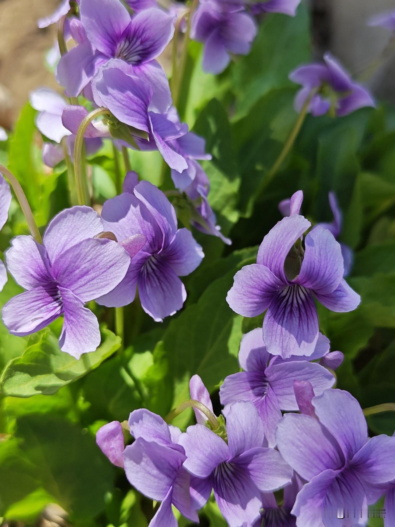 与诸葛菜（图2）相比较，我还是喜欢紫花地丁（图1、图3）；当然，诸葛菜也不愧是京