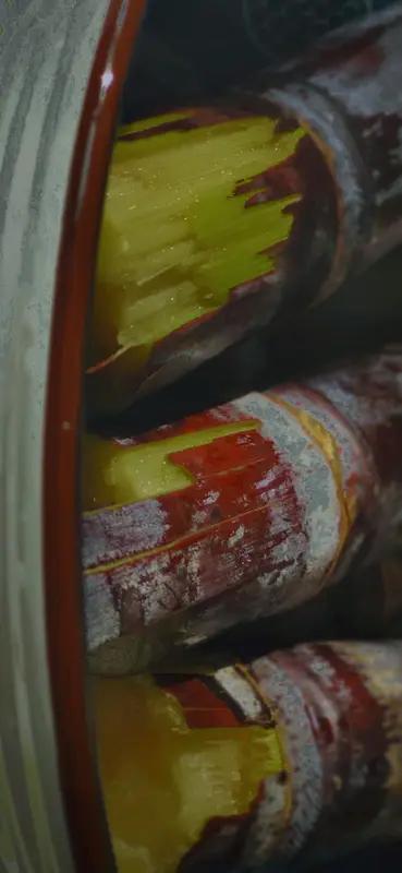 “清明蔗，毒过蛇”这说法真是让人又好奇又害怕。其实它指的是清明前后易霉变的“隔年