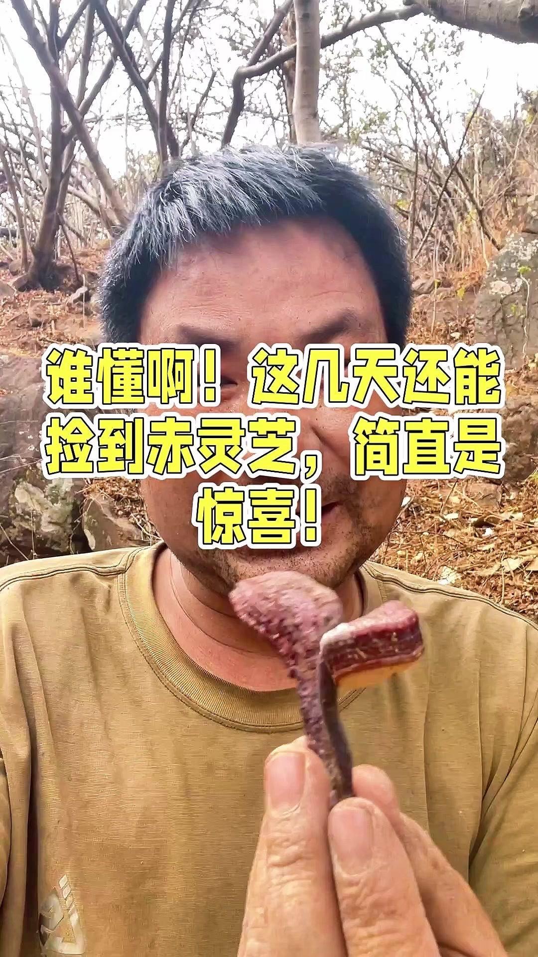 🔸这灵芝菌可以用来炖肉，虽然味道苦苦的，但应该很不错。不过现在只找到两朵，要是