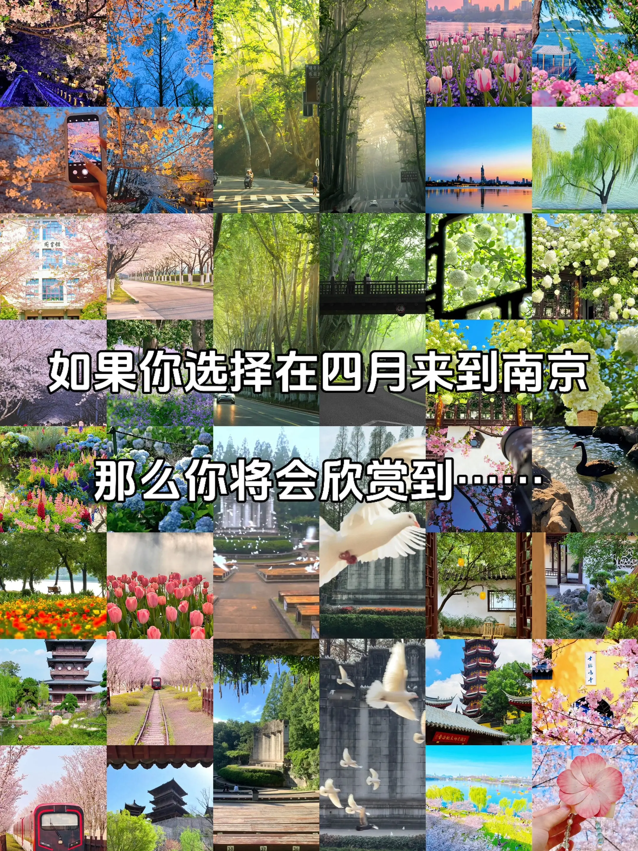 如果你选择在四月来到南京 你的眼睛就会收获到……
