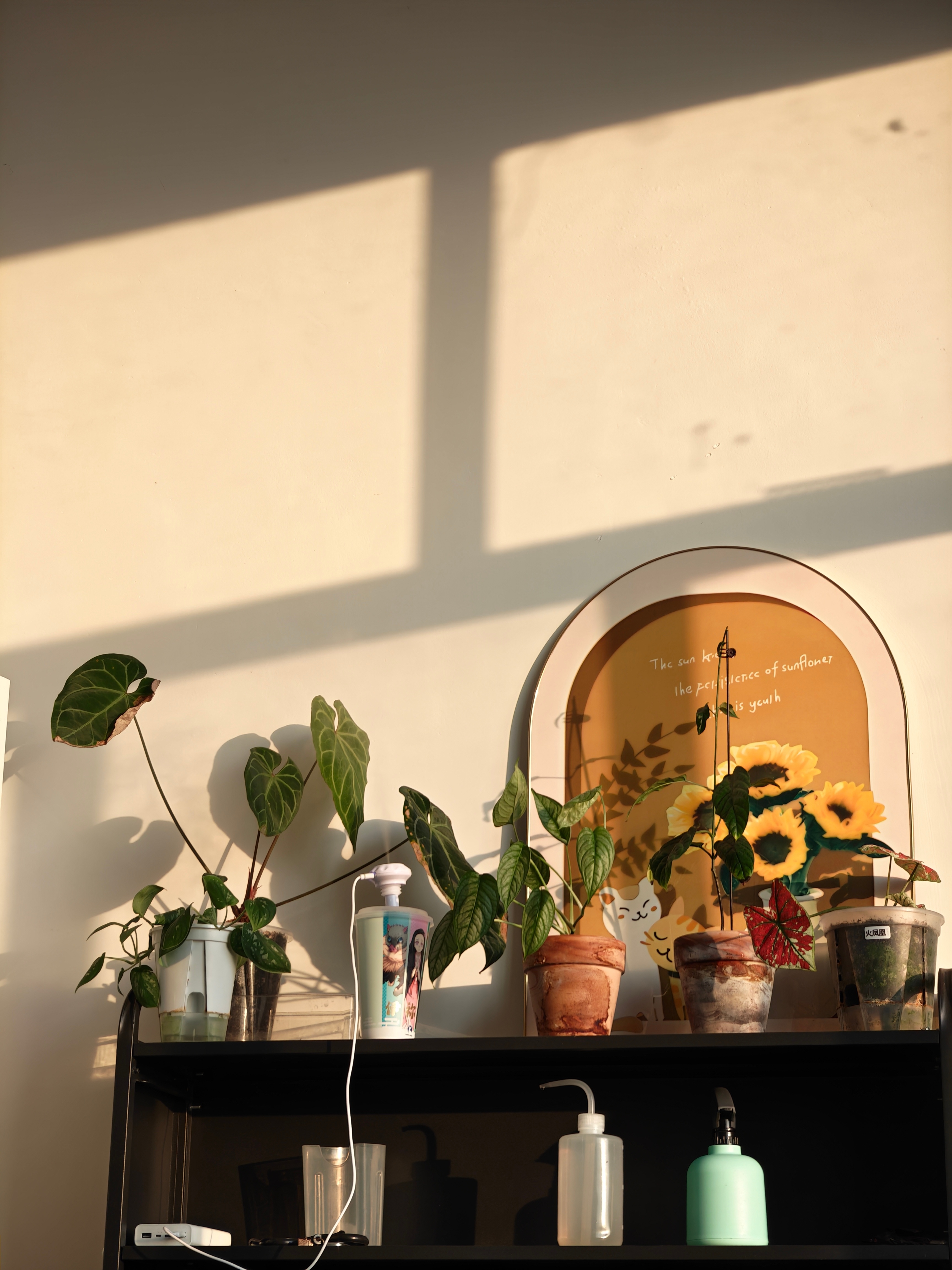 过冬的植物墙搞了一小部分，有些还没搬彩叶芋准备全都休眠，取球！花烛、秋海棠、蔓绿