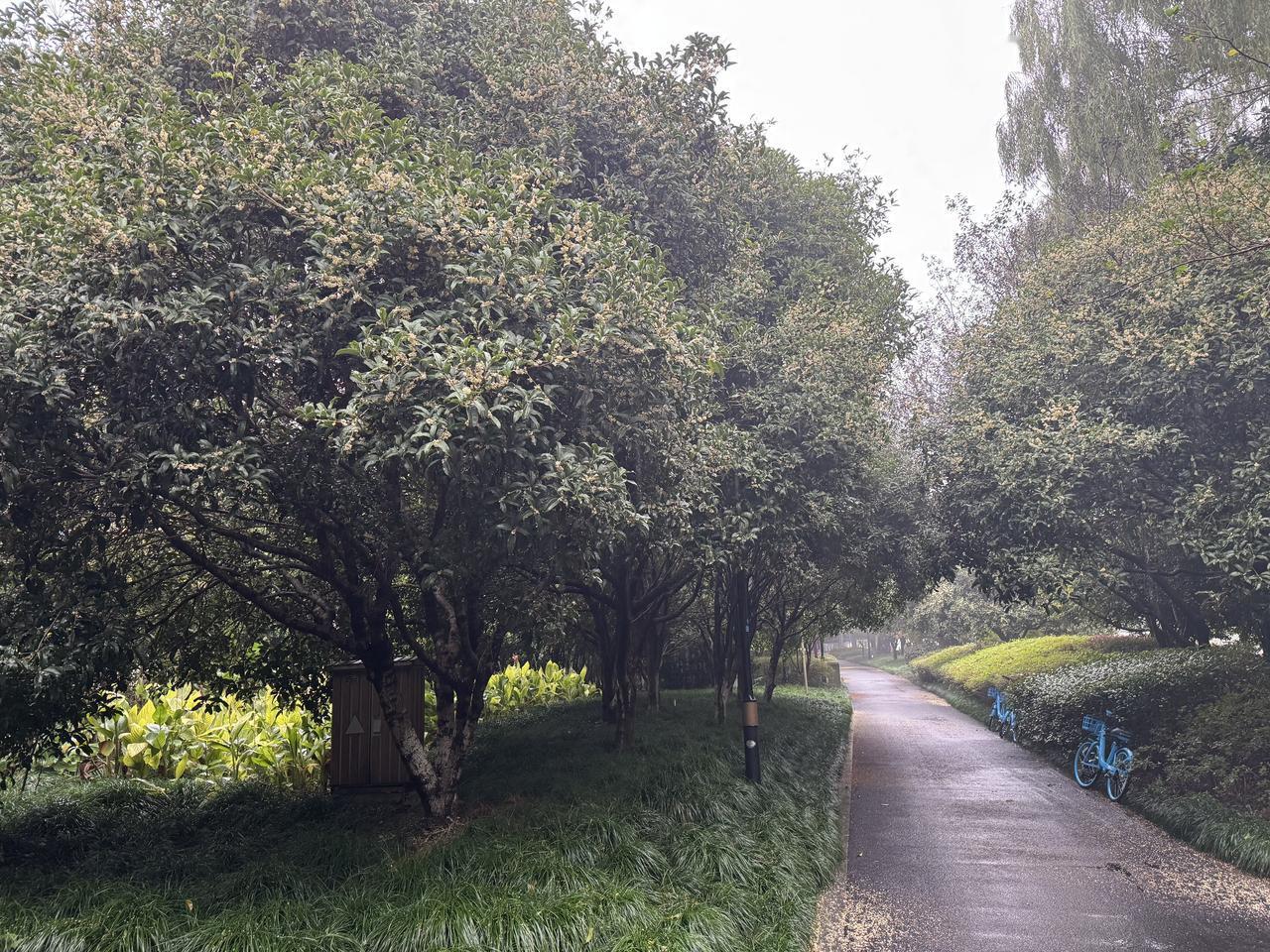 秋意
就是雨打桂花落
就是银杏叶变成金黄色

秋意
就是一场场秋雨编织成的渐冷