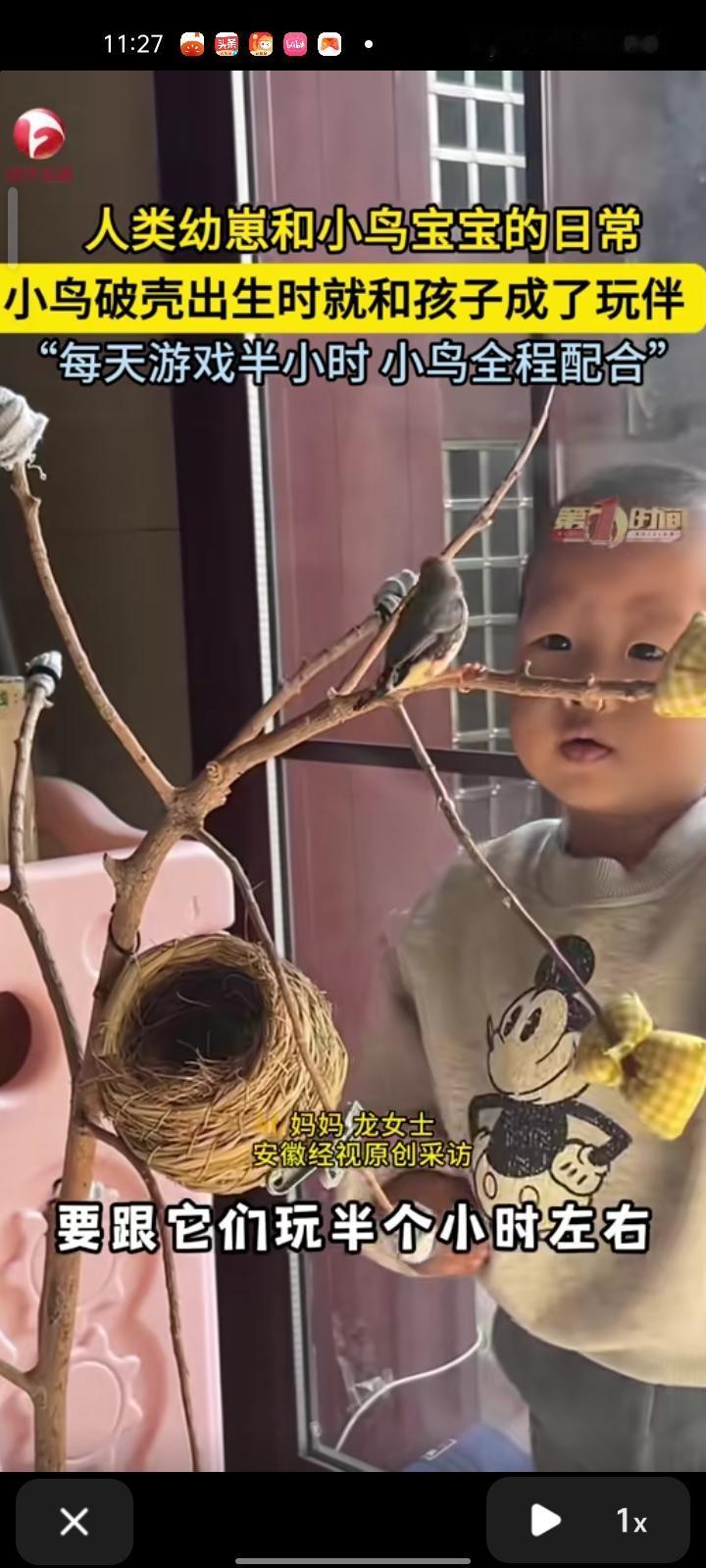 12月21日，福建泉州。孩子妈妈晒出孩子与小鸟宝宝的日常，小鸟破壳出生时和孩子成