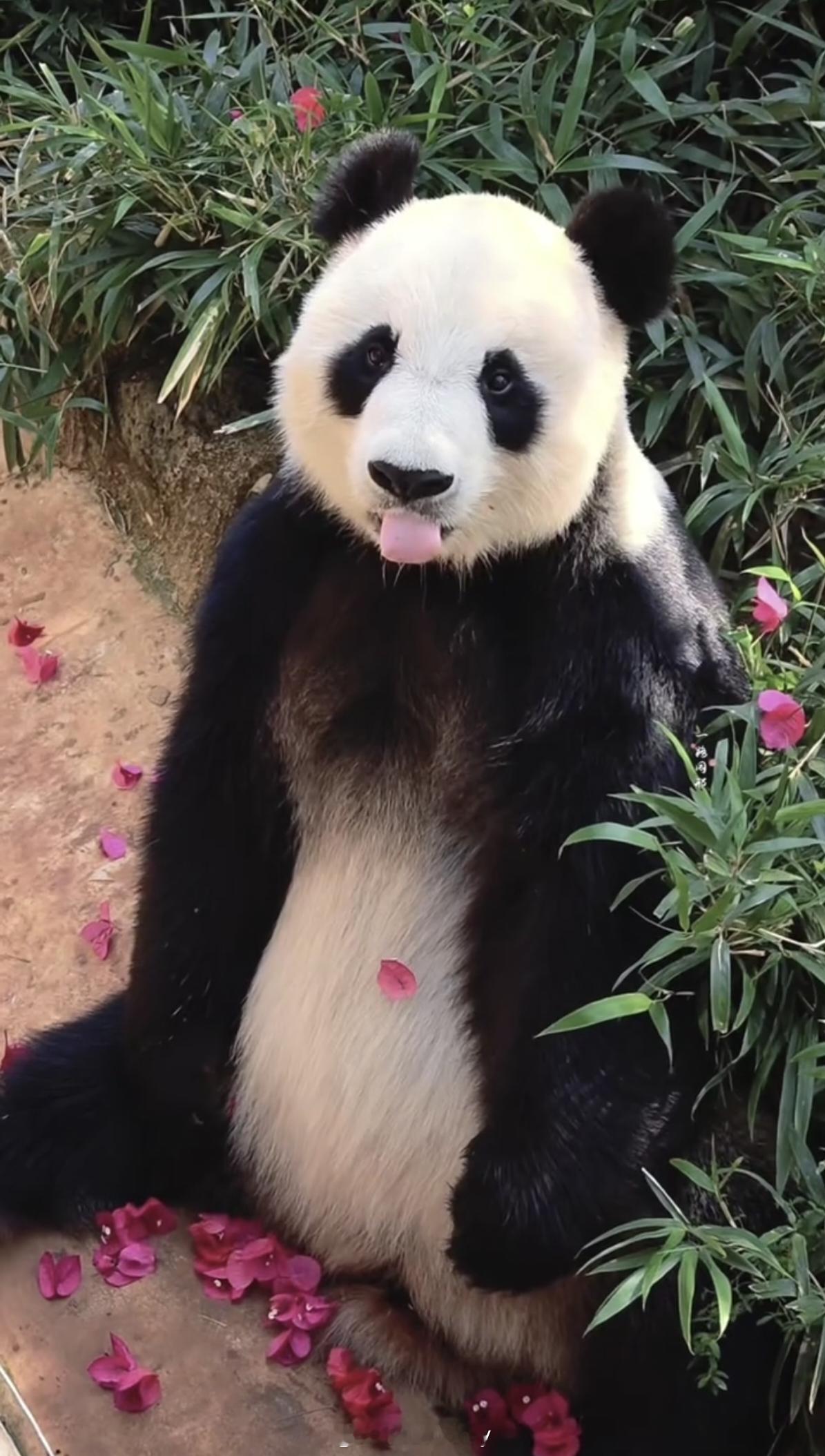 大熊猫舜舜和贡贡，懒姐表示，明天俩宝也要过三八妇女节呀，礼物已准备好～ 🐼🐼