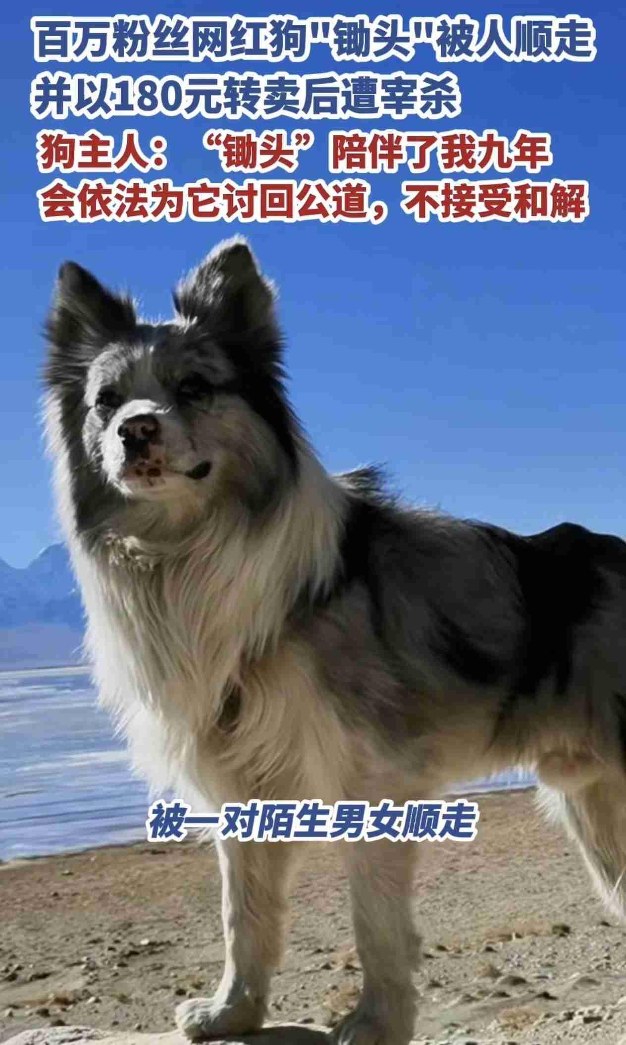 一条叫“锄头”的狗，被一对男女顺走，并以180元卖给狗贩子，后来转手烹了。

狗