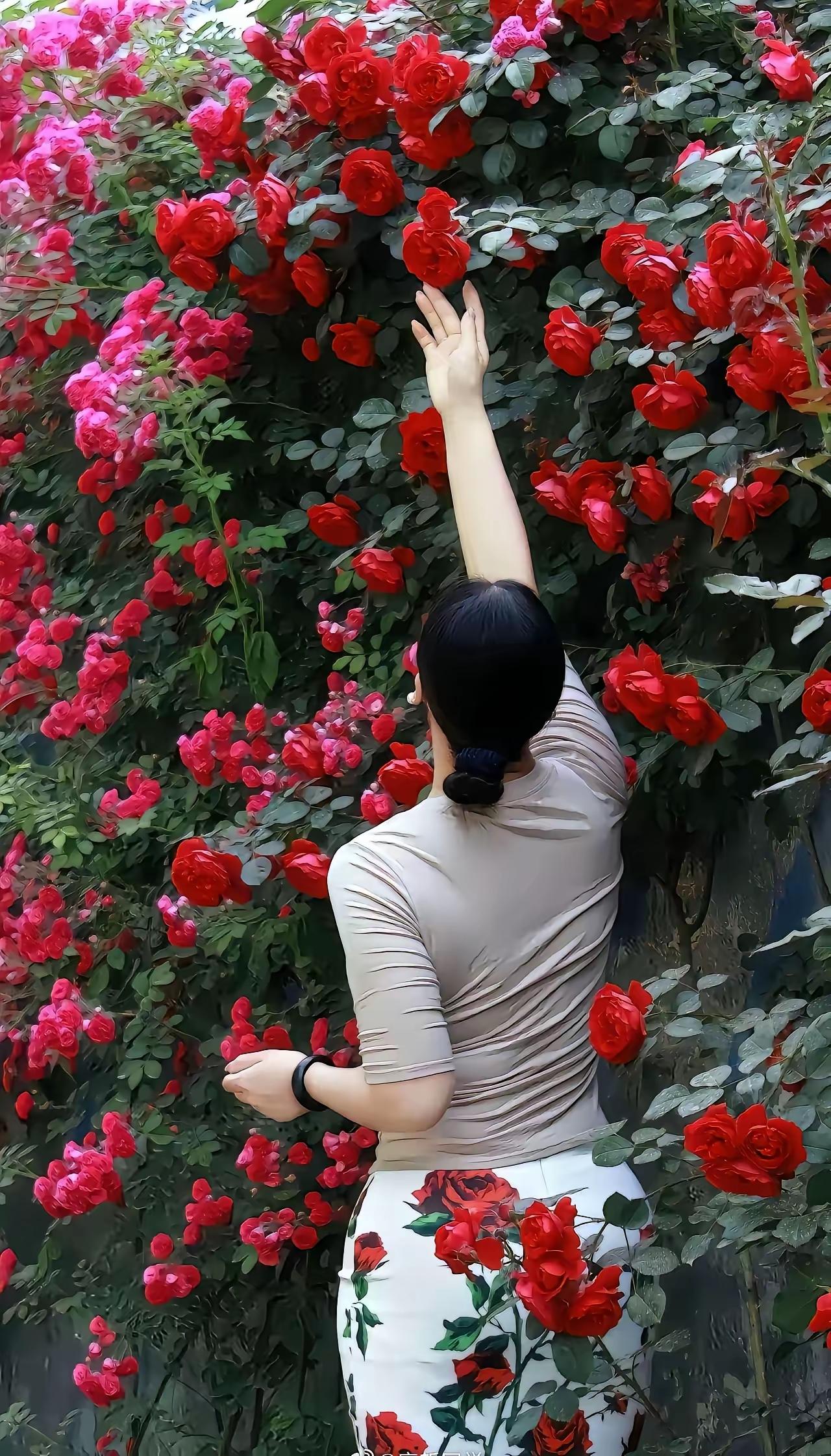 与玫瑰亲密接触，感受自然的芬芳！🌹🌸💕