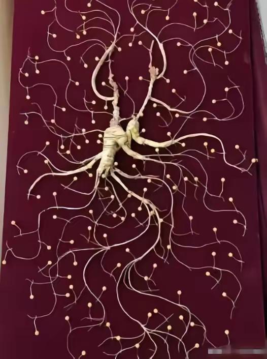 1981年，一颗重量超过七两，价值超过200万的野生老山参在东北被挖出，而且开挖