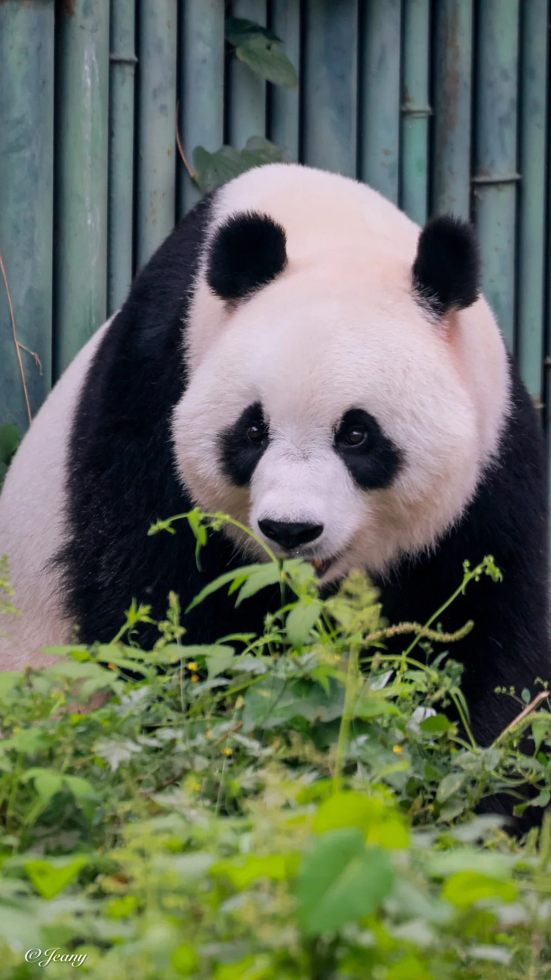 把仙气飘飘的小公主白天🐼拍成了小兔耳😍