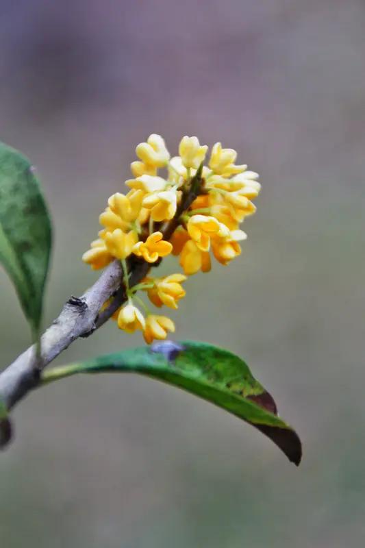 书信向导沟通！
秋香同志：你好，近安！
你给战友小俞的信，我冒昧拜读了。因他与我