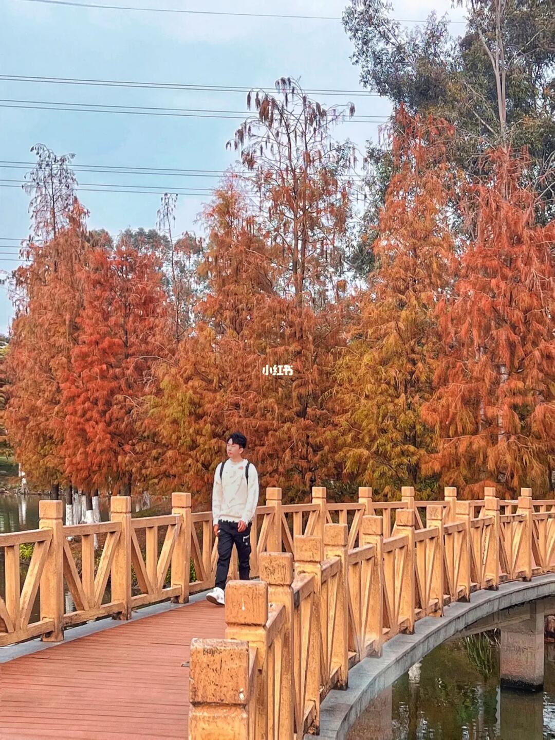 百分之90的东莞人都不知道这片落羽杉