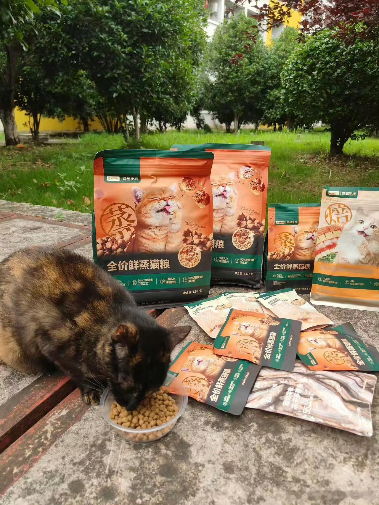 爱意化作温柔口粮 梓渝粉丝为76所高校流浪猫送去温暖 