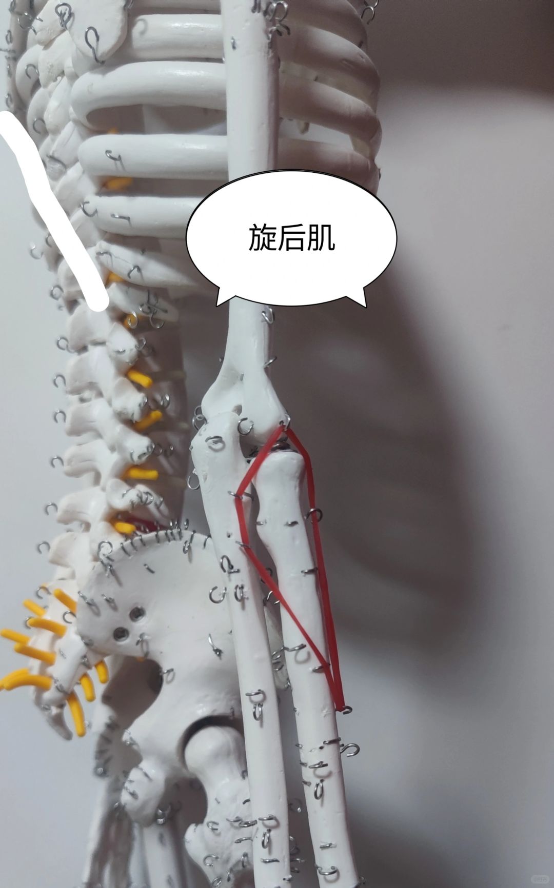 旋后肌