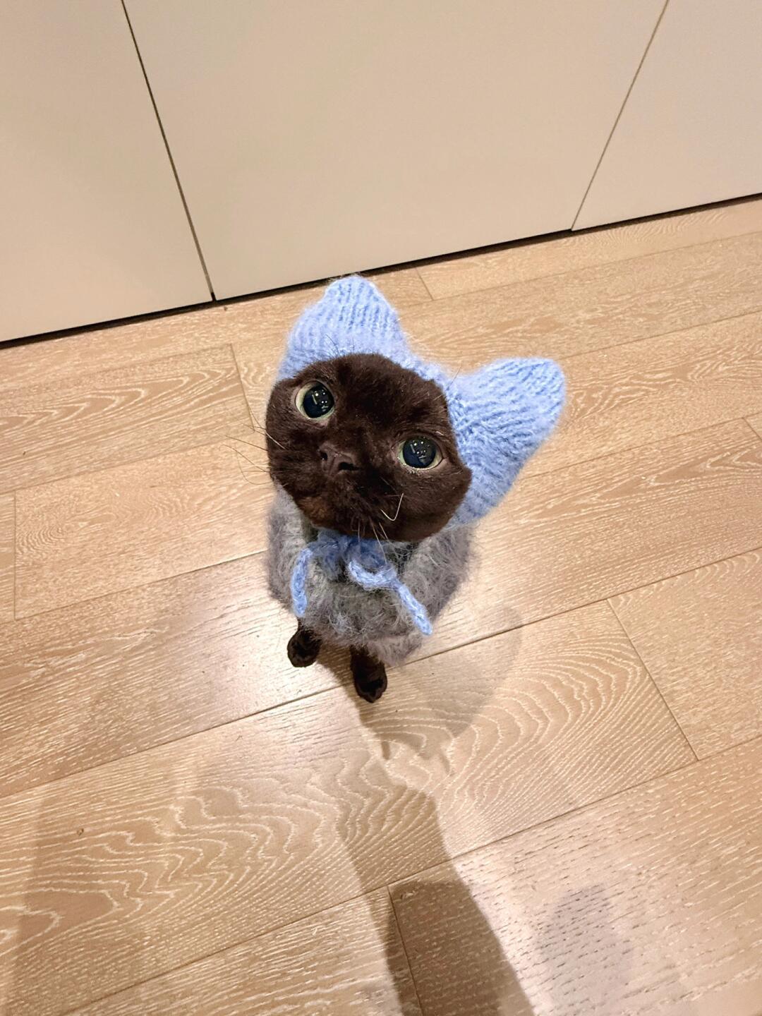 天冷了给小猫咪织了个帽子🧢 