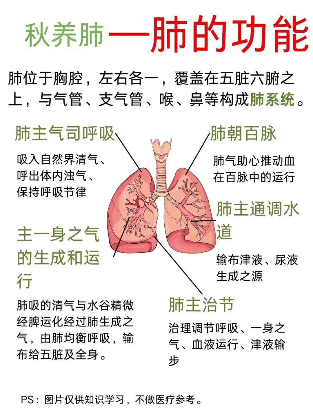 医学生笔记——秋养肺