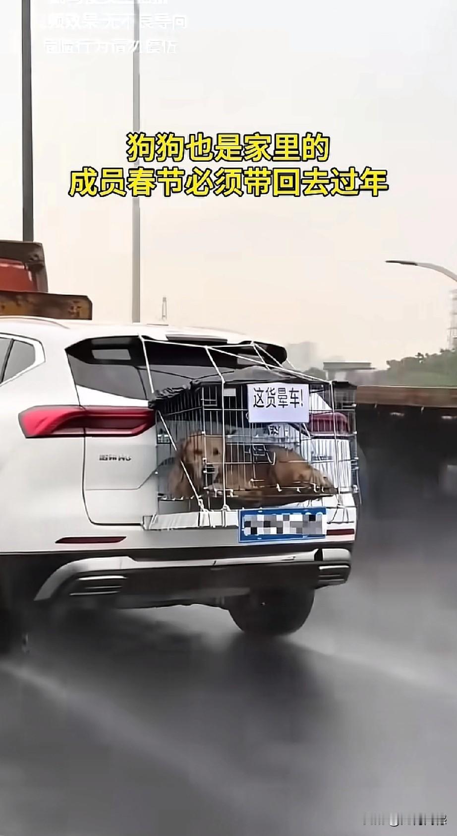 看到这些开车带着毛孩子回家过春节的人，让人非常的感动，感受到这些人是非常善良的，