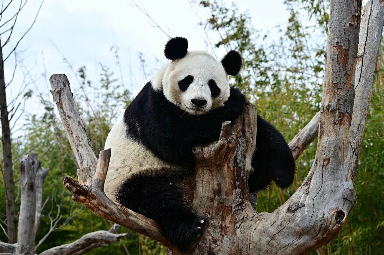 总要来趟江苏吧 【呼叫全国猫粉！】悄悄告诉你一个小秘密！7月2日，扬州世博园熊猫