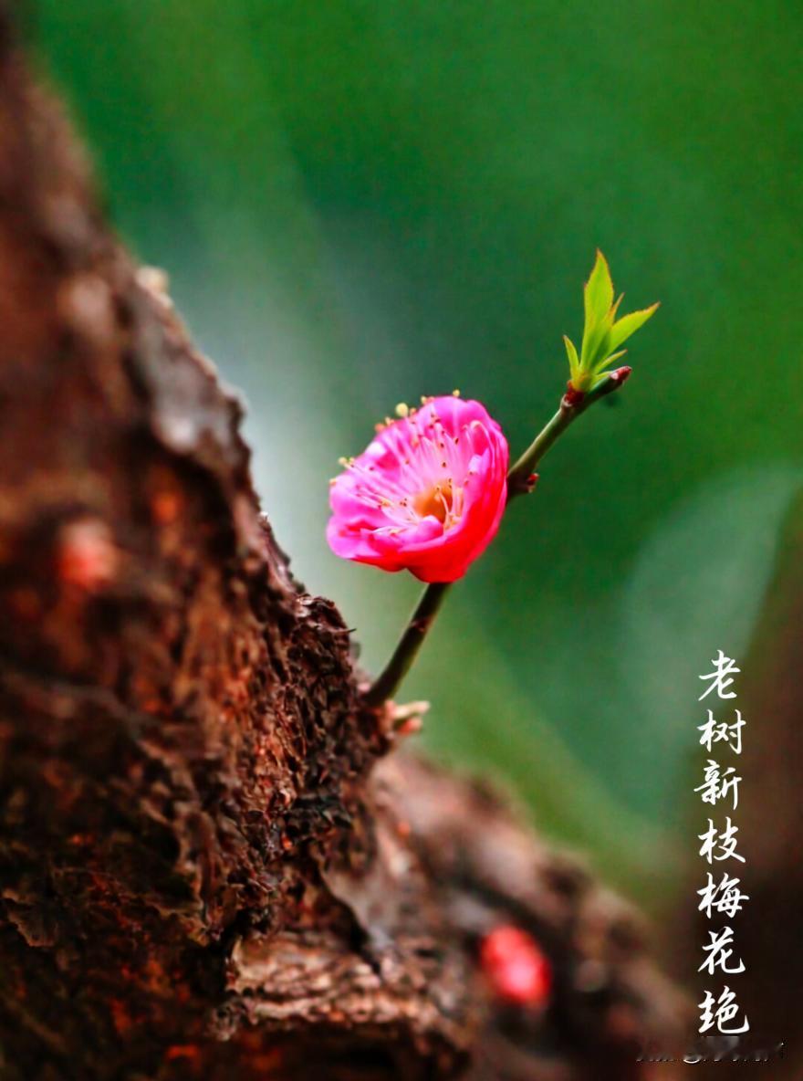 写给生活：  
无需复杂，简单就好，就像清晨的一碗白粥，一碟小菜，也能暖胃暖心，