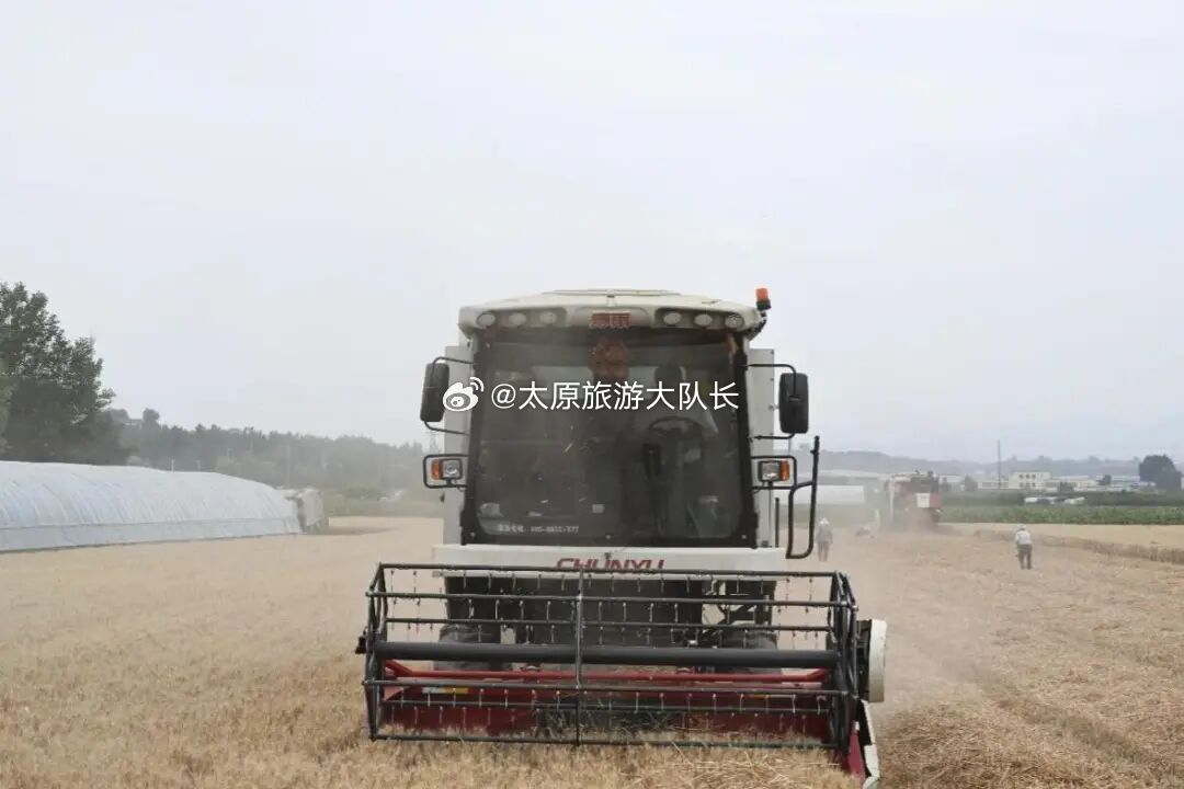 山西一地小麦连续六年亩产超800公斤  四级农技部门与山农大专家联合规范测产，基