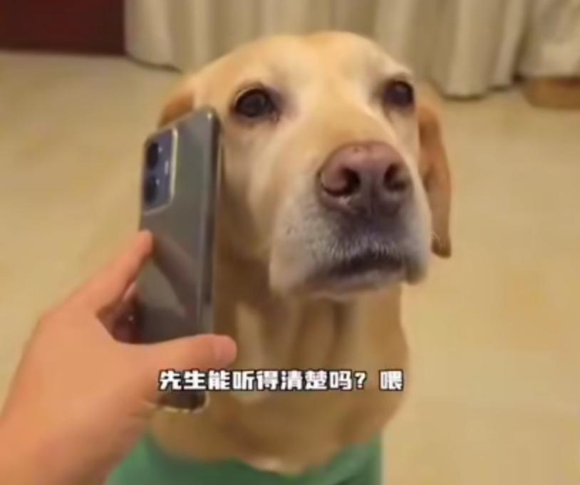 笑死我啦，下次再有这种电话，也叫我家狗狗接听，累死骗子们[捂脸]
这样可缓解主人