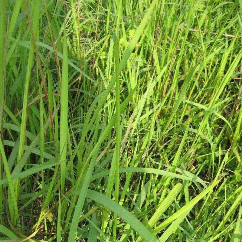 丝茅草辟邪用法（老家习俗）1. 随身带：外出走夜路、婴幼儿出门、路过坟地时，出门