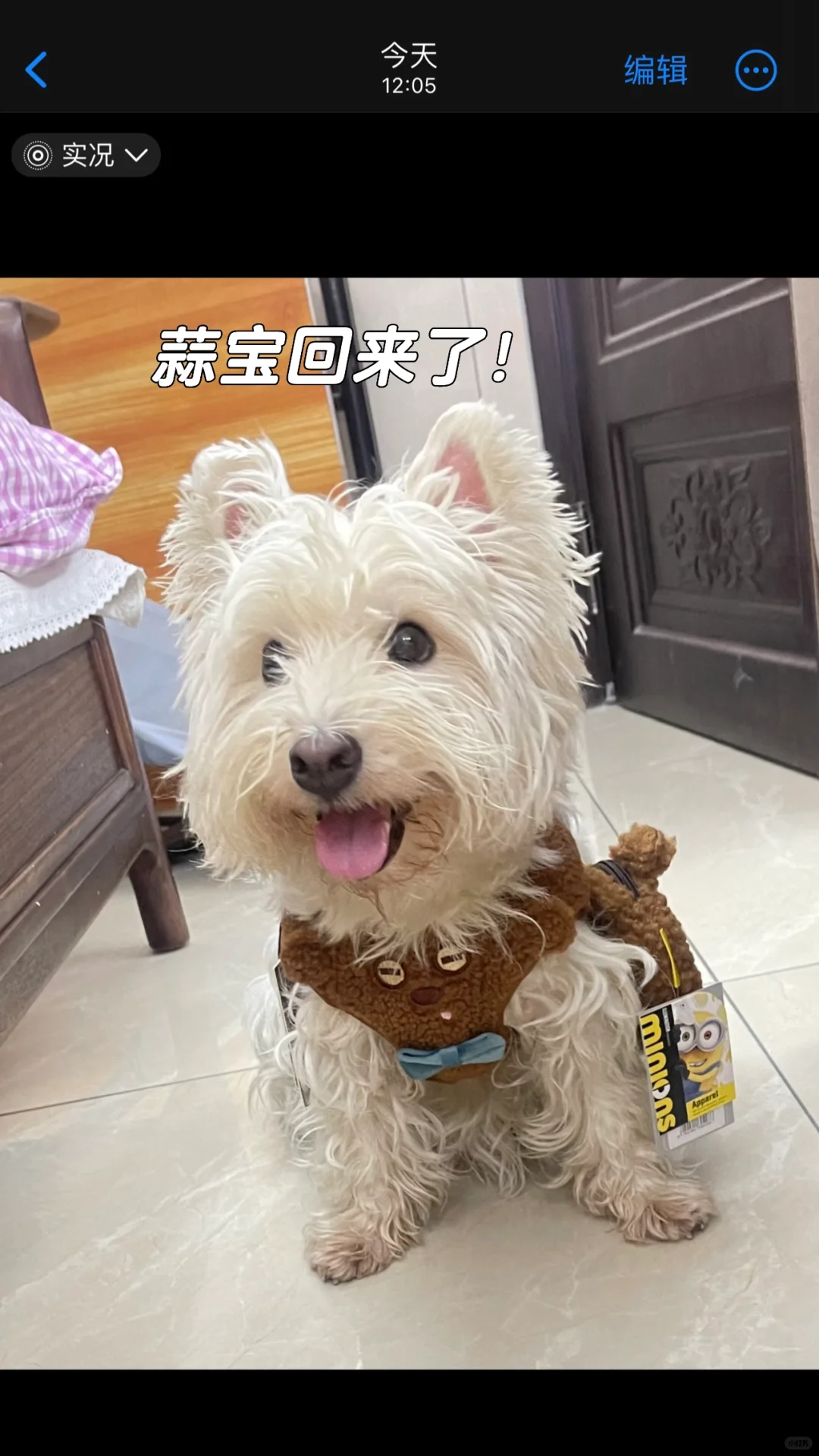 狗狗把牛皮吞进去了怎么办！