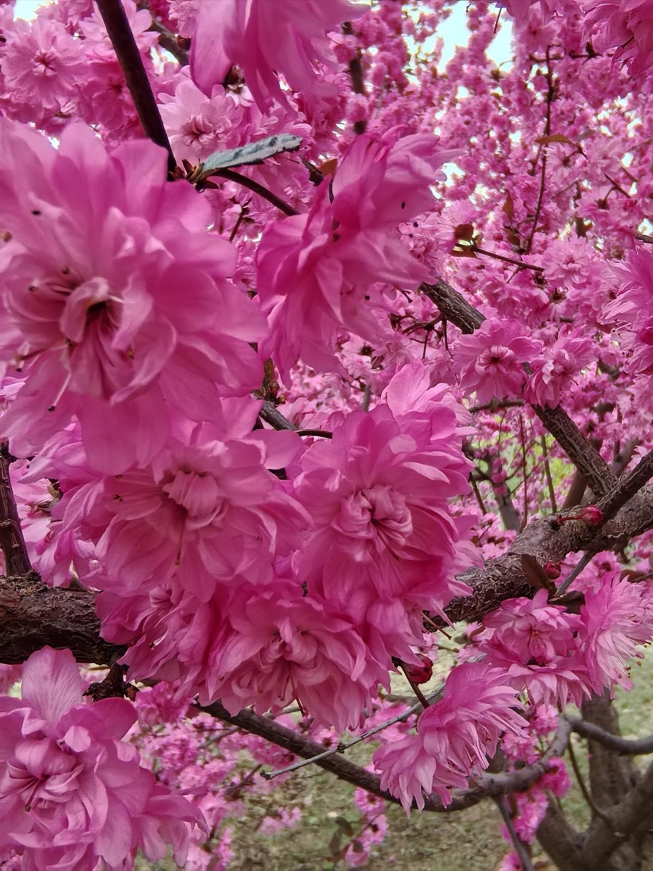 走进悦景公园您一定为这片粉红色的是菊花还是桃花分不清，原来它就是菊花桃。
菊花桃