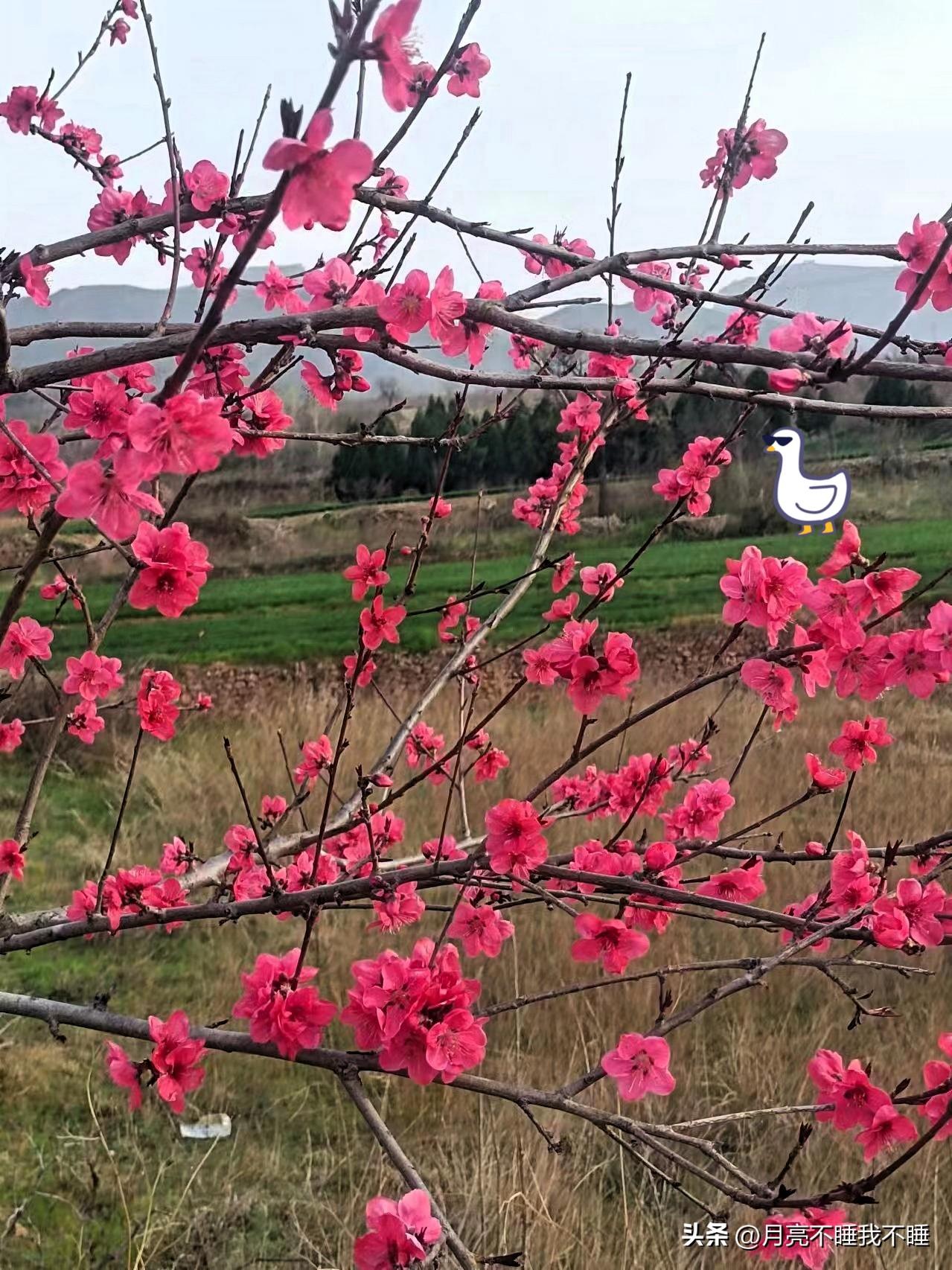站在田埂边，风里裹着点泥土的暖香，抬头就撞进这满枝的红。
这花也太争气了，光秃秃